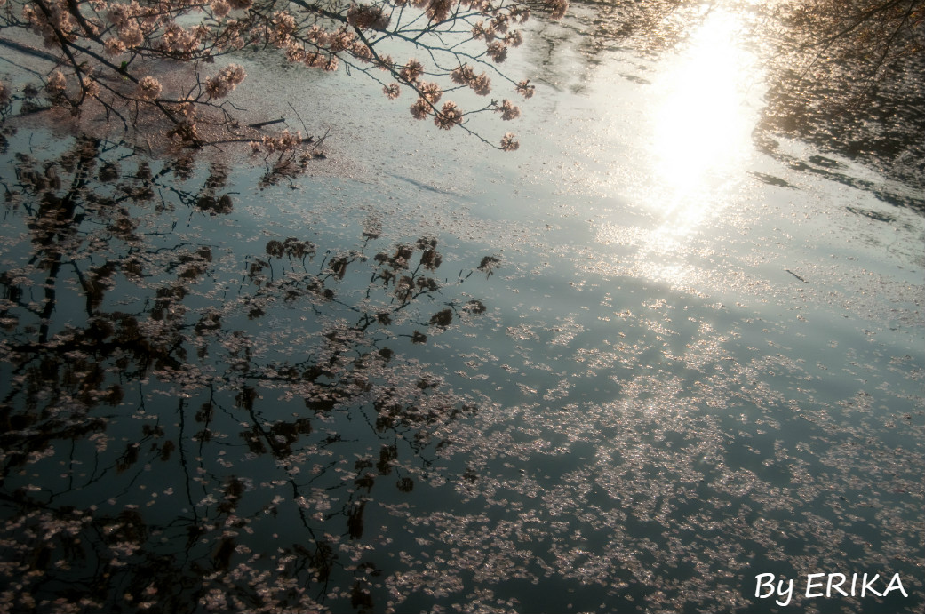 プロカメラマン撮影桜の写真