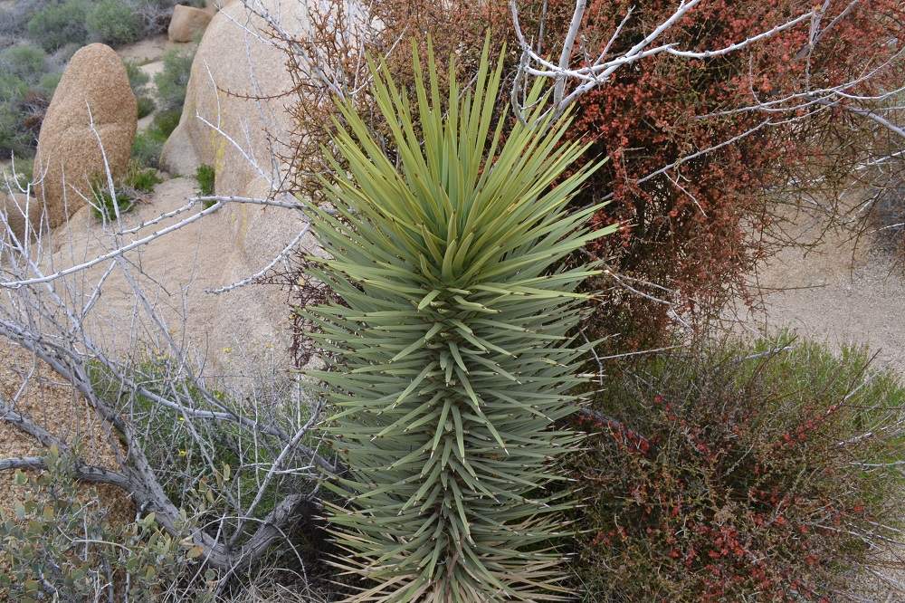 ジョシュアツリー国立公園の植物の写真