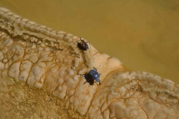 イエルベ・エル・アグアの天然プールにいた虫の写真
