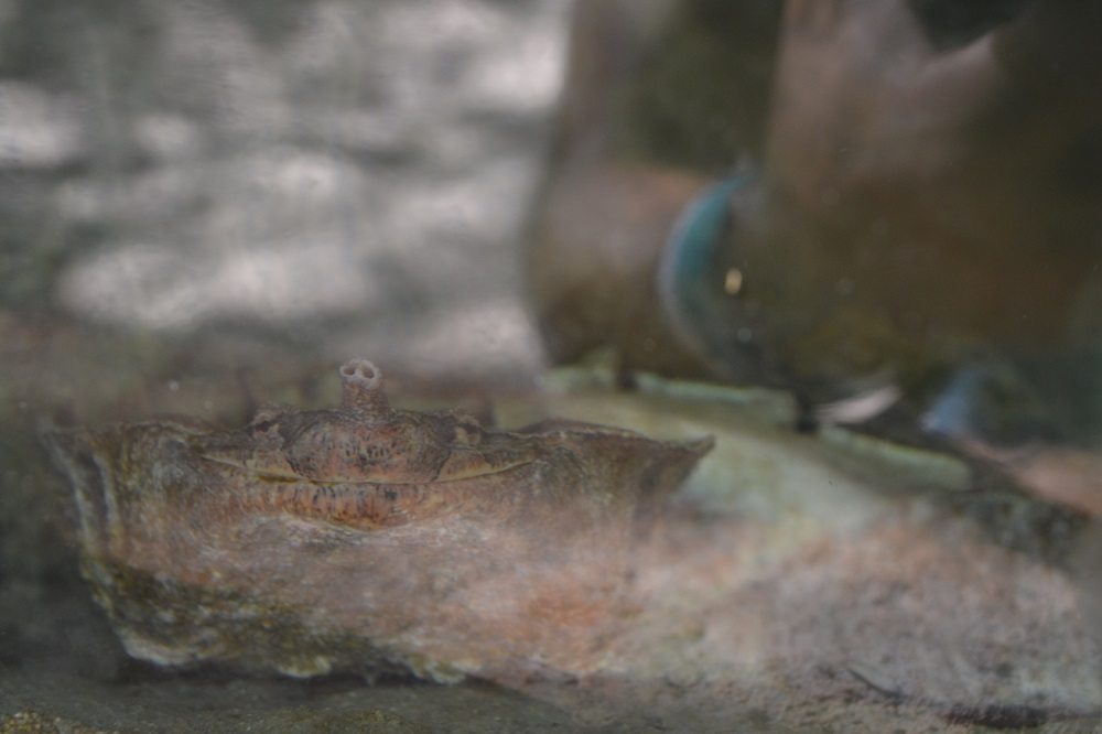 マスンテのウミガメ水族館の笑顔のカメの写真