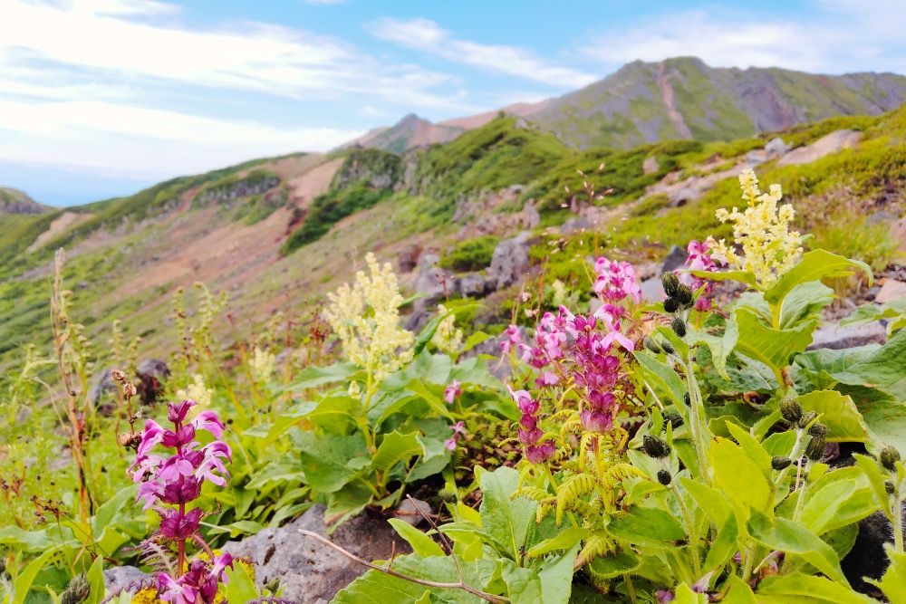御嶽山の高山植物・オンタデとヨツバシオガマの写真