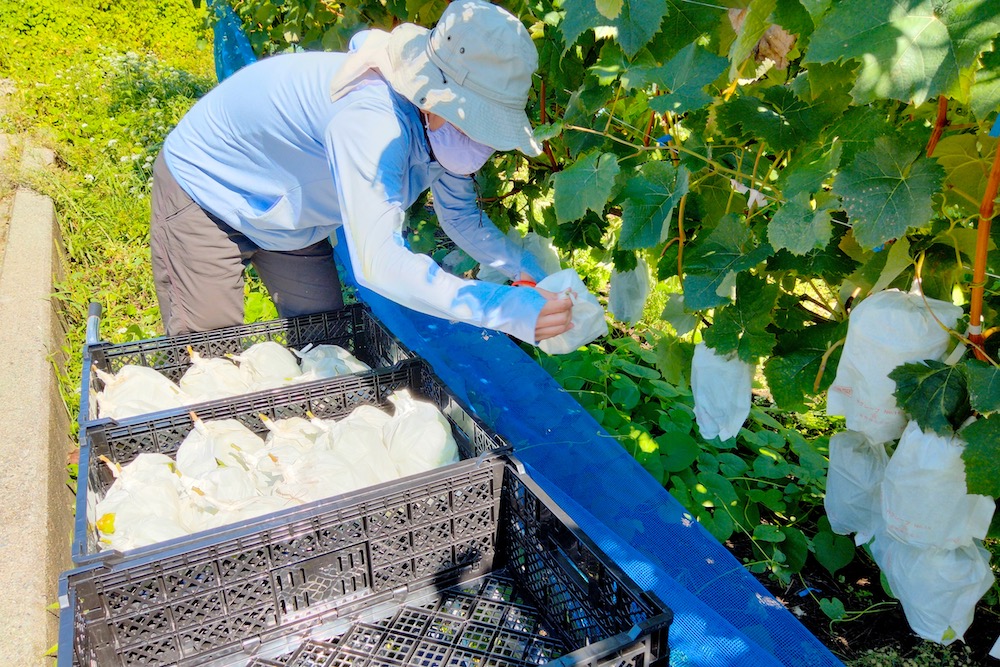 山梨ぶどうの季節労働アルバイト(シャインマスカットの収穫２)の写真
