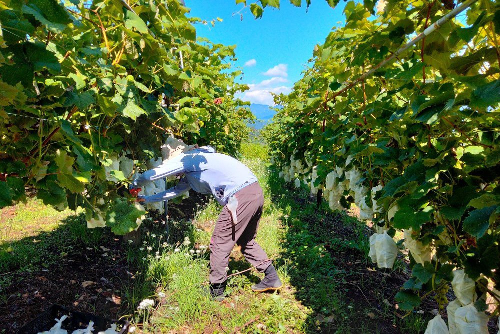 山梨ぶどうの季節労働アルバイト(シャインマスカットの収穫)の写真