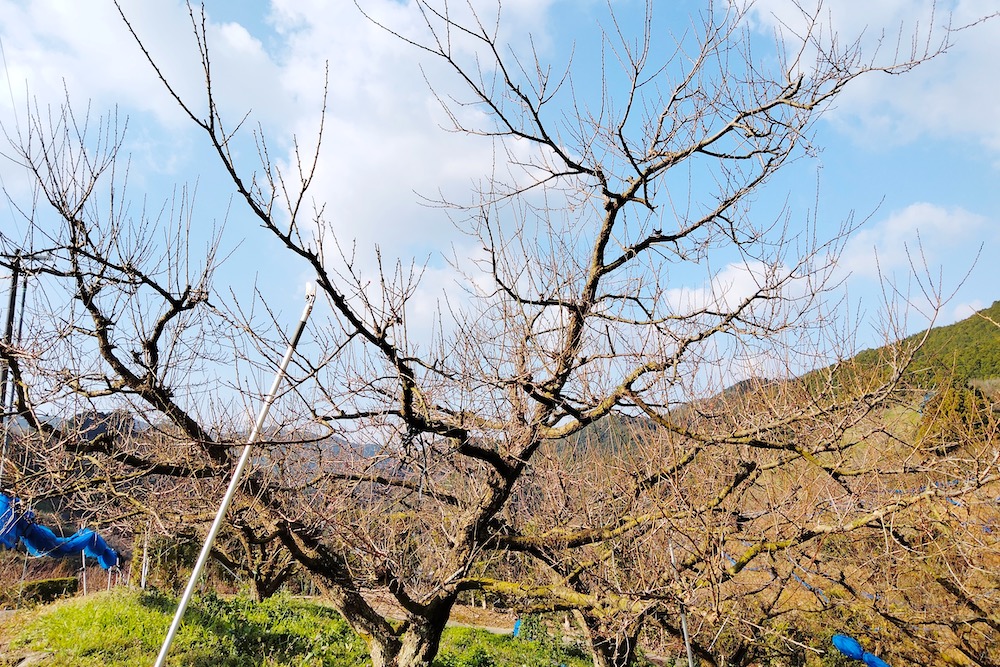 和歌山県みなべ町の南高梅の樹１の写真