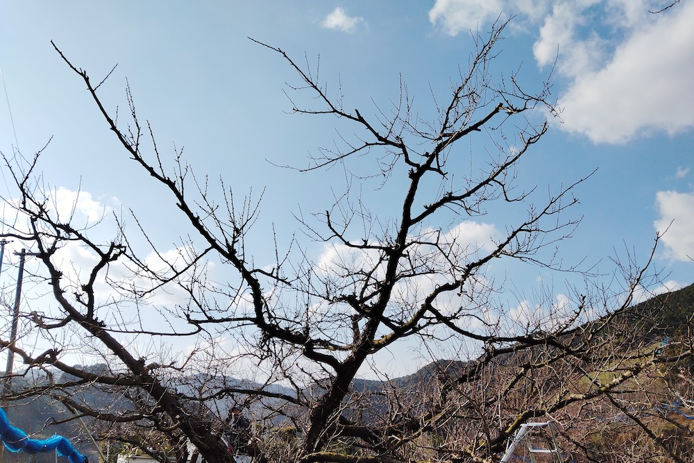和歌山県みなべ町の紀州南高梅の樹(剪定後)の写真