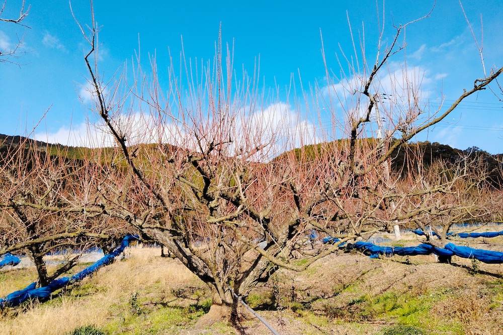 和歌山県みなべ町の梅の樹(剪定前)の写真