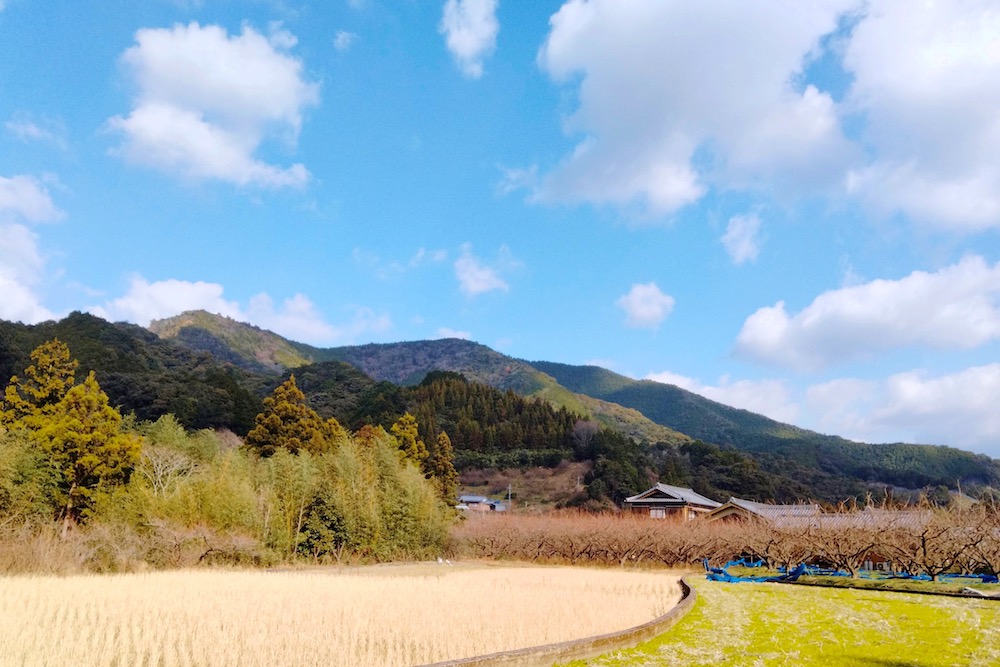 和歌山県みなべ町の景色(梅畑と冬の田んぼ)の写真