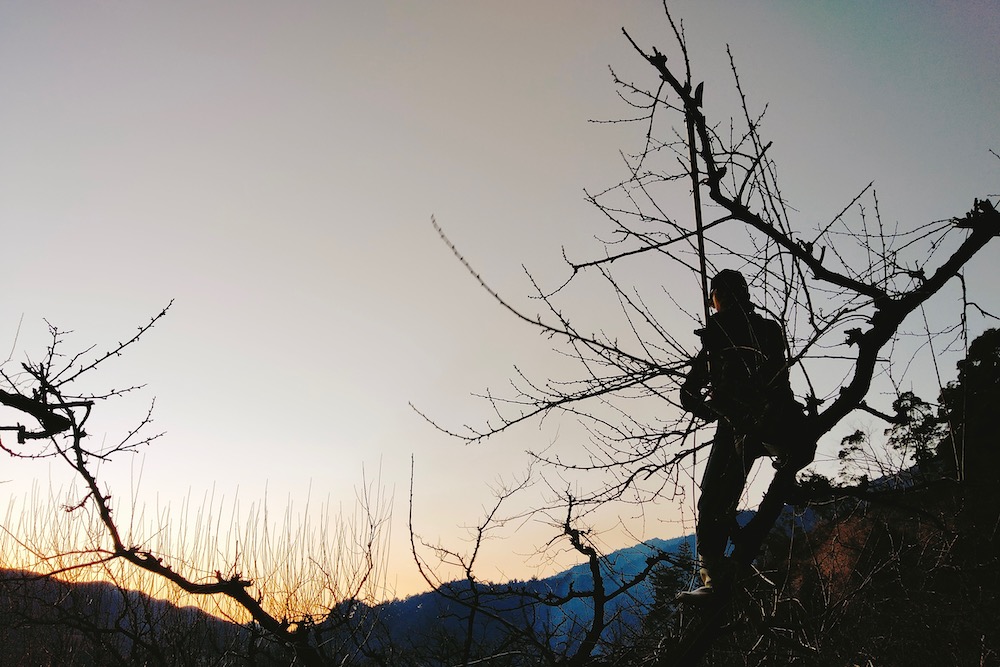 和歌山県みなべ町・南高梅農家さんが樹を剪定する様子(夕焼け)の写真