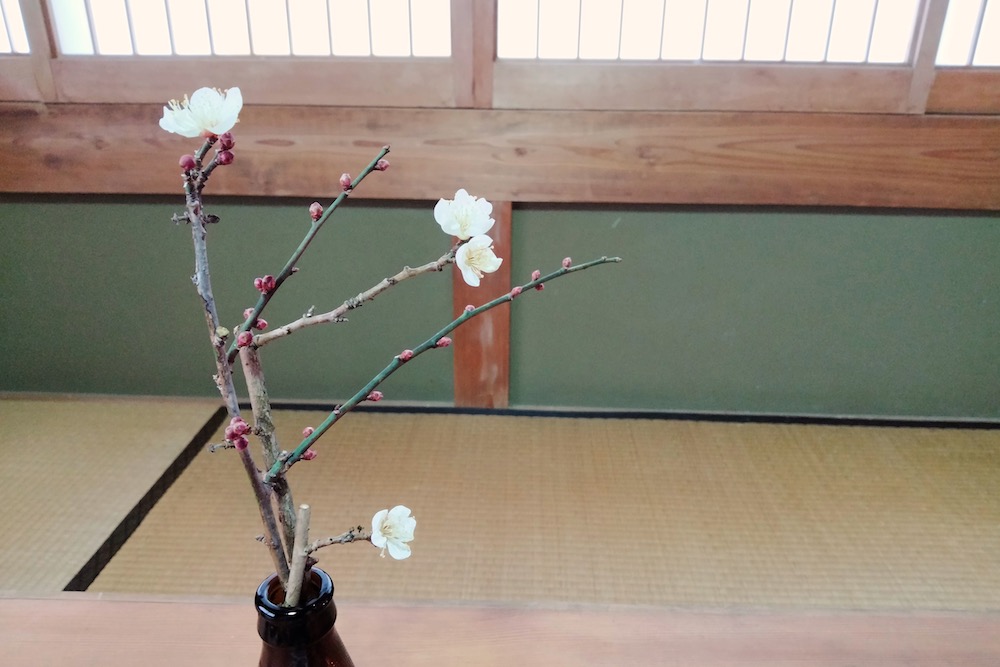 和歌山県みなべ町・南高梅の切り花の写真