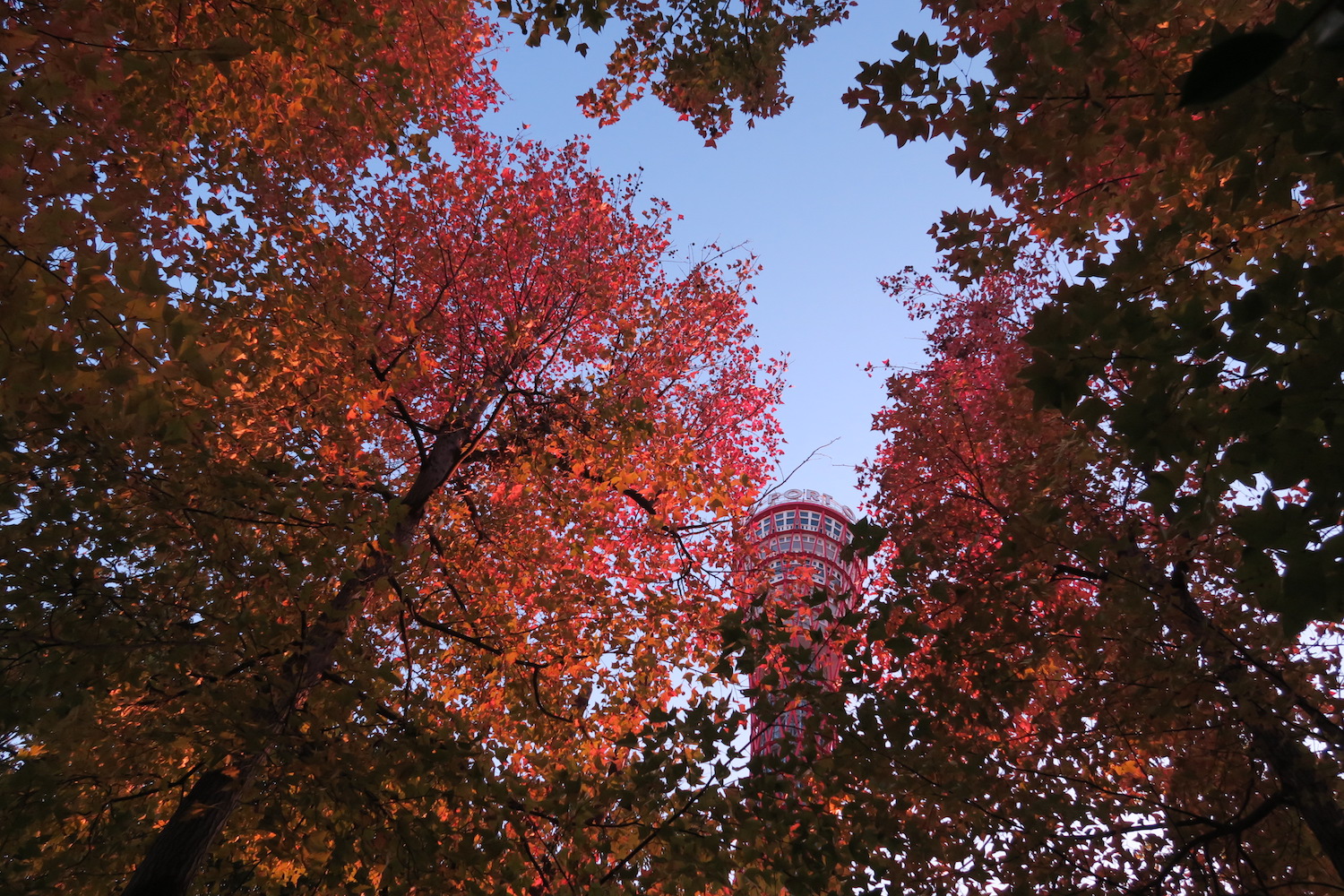 神戸ポートタワーと紅葉の写真