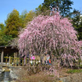 静岡熱海梅園の枝垂れ梅の写真