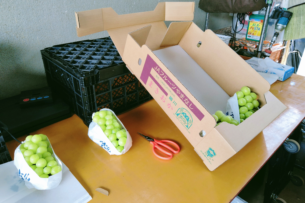 山梨でブドウ季節労働アルバイト(出荷用に箱詰め作業)の写真