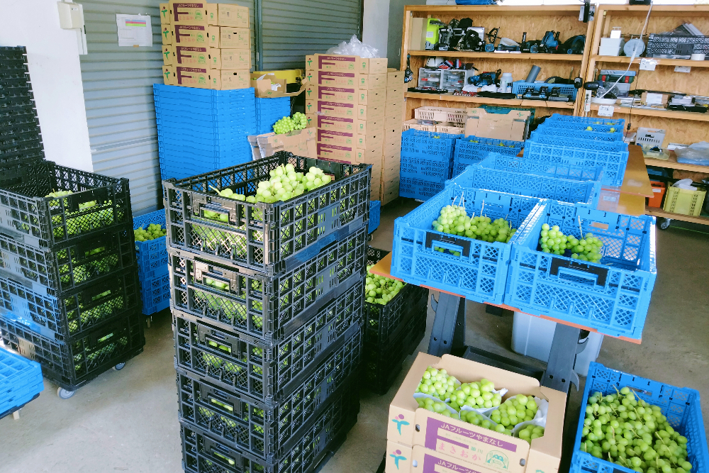 山梨でブドウ季節労働アルバイト(収穫したシャインマスカット・倉庫)の写真