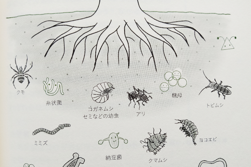 土の中の微生物のイラスト