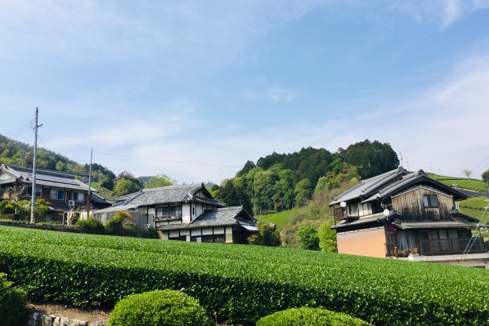 京都宇治・和束町のお茶畑と農家の写真