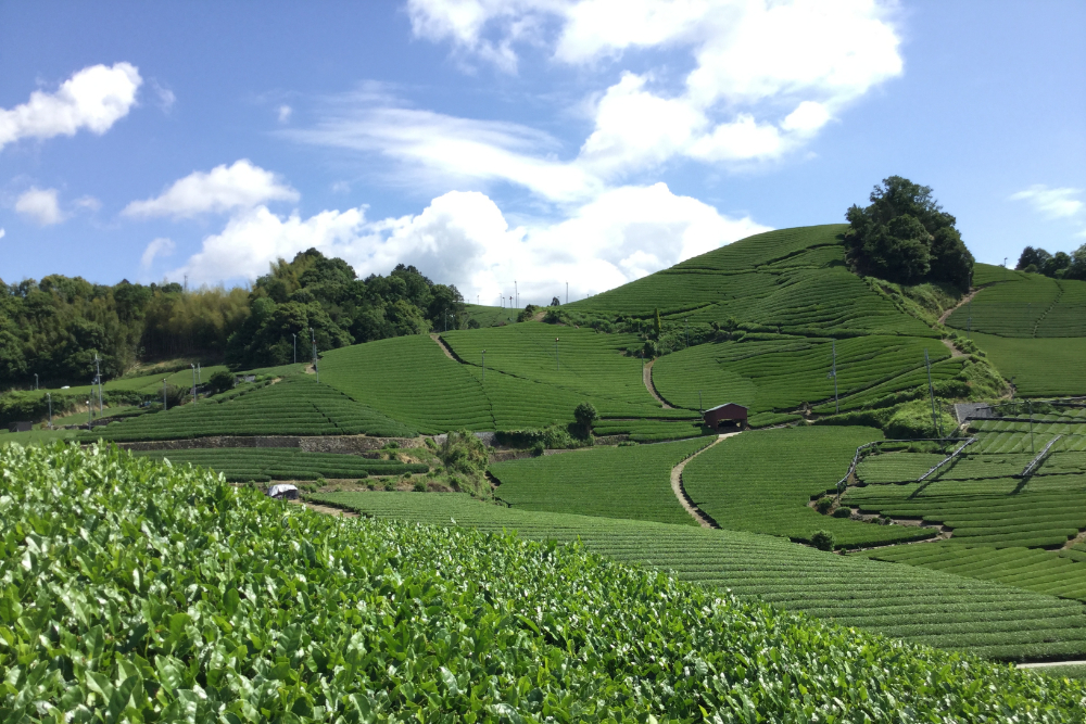 京都宇治和束町石寺の茶畑(季節労働)の写真