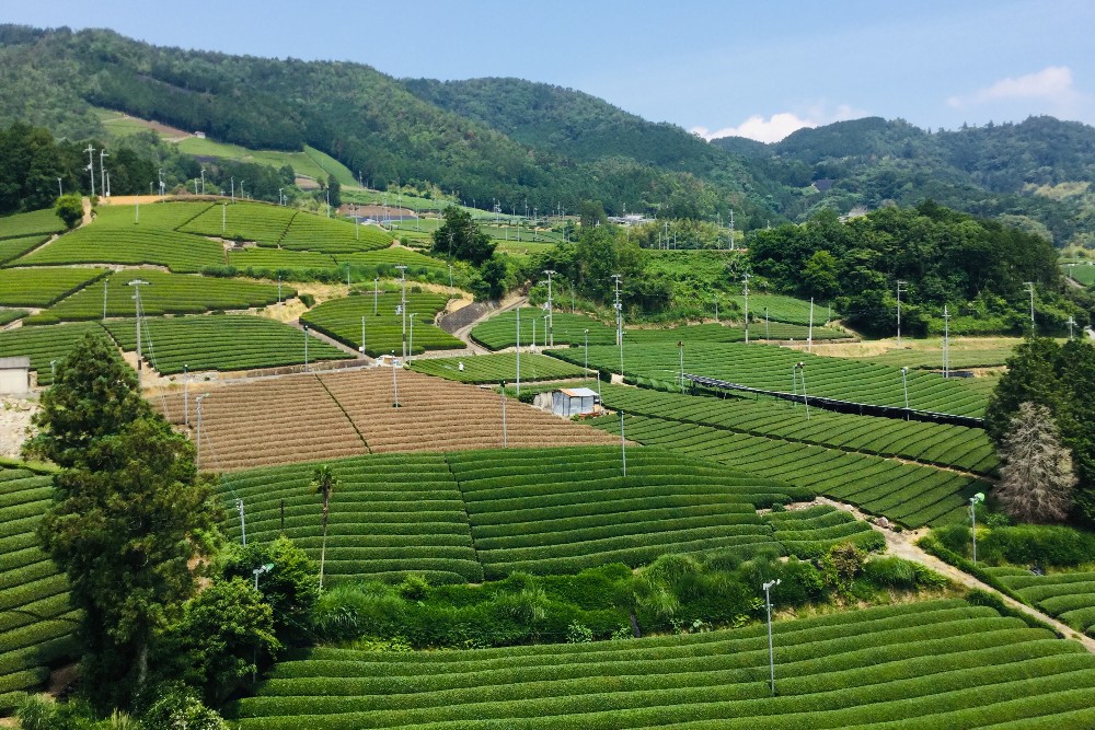 京都和束町・宇治茶畑の写真