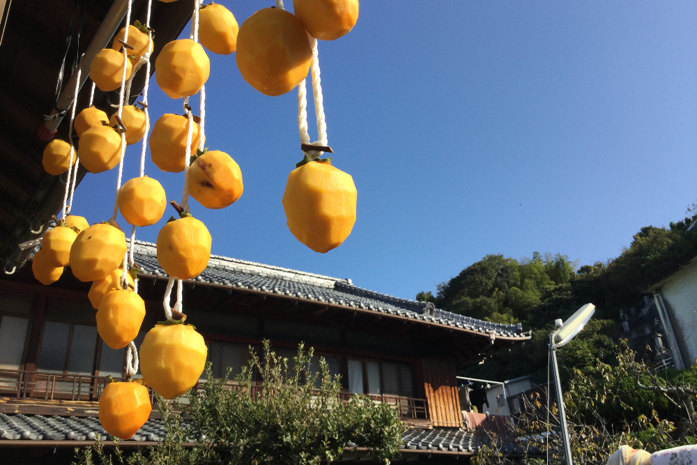 田舎の日本家屋古民家暮らし(八幡浜で干し柿)の写真