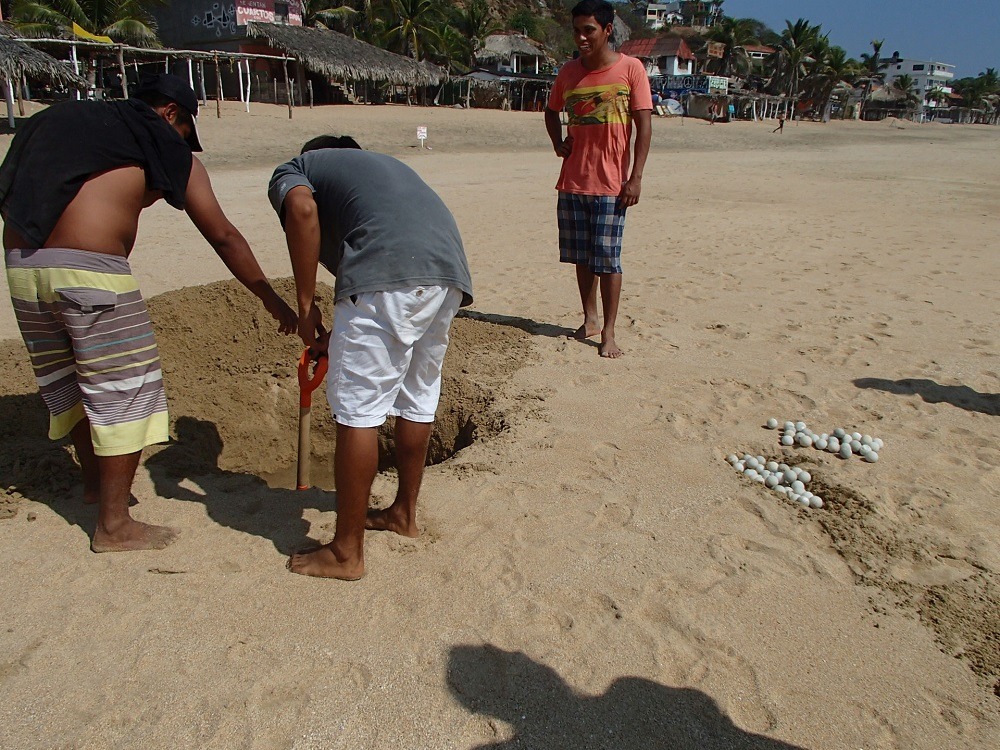 メキシコ・シポリテのビーチにウミガメの卵を産める人の写真