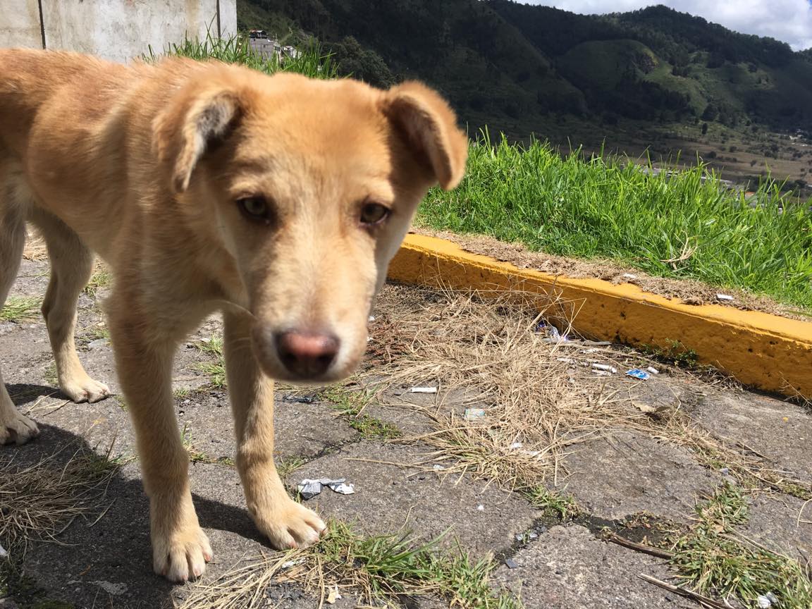 グアテマラの眉毛犬の写真